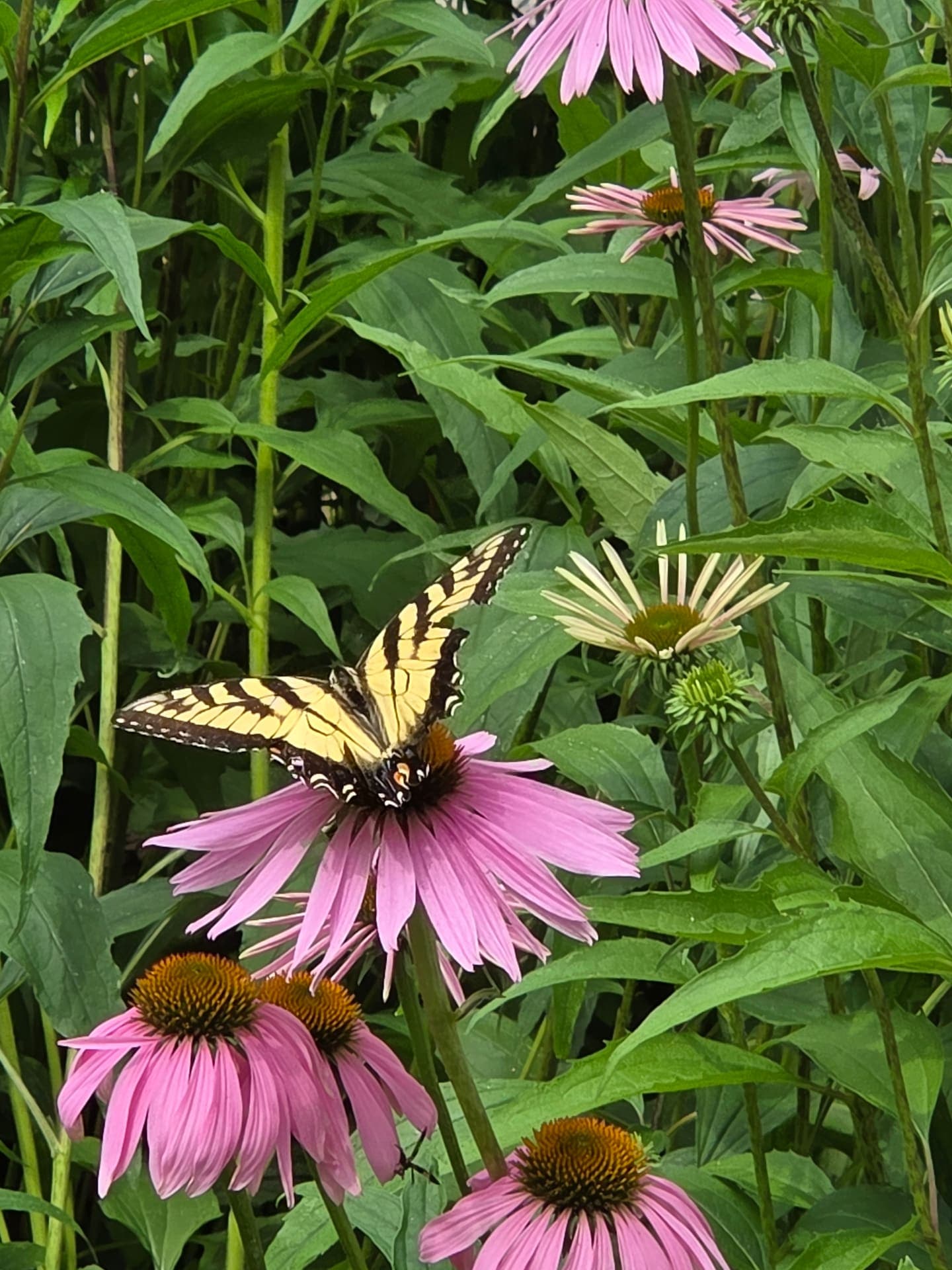 Eastern tiger swallowtail on purple coneflower